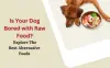 10 Alternatives To Raw Dog Food: Choose The Best One Guide
